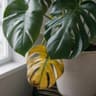 Monstera plant library thumbnail in FloriZen.
