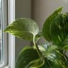 Pothos plant library thumbnail in FloriZen.